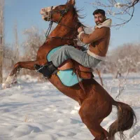 نریون کرد نوه سهیل|اسب و تجهیزات اسب‌سواری|قزوین, |دیوار