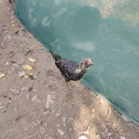 خروس جوان( بچه خروز)|حیوانات مزرعه|مرند, |دیوار