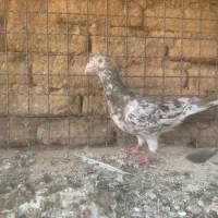۴۰عددسرورهفترنگ|پرنده|بندرعباس, |دیوار