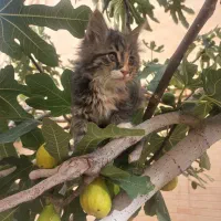 گربه|گربه|اصفهان, تیران|دیوار