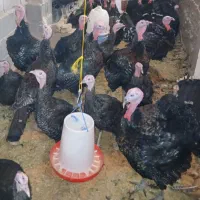 بوقلمون برنز