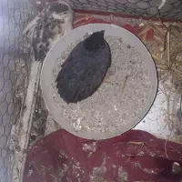 یه جفت بلدرچینه مینیاتوری