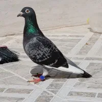 پلاکی عراق ماده|پرنده|بندر گناوه, |دیوار