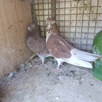 کبوتر