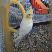 عروس هلندی دستی