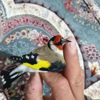 سهره درشت کردستان