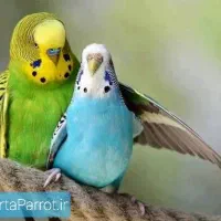 یک جفت مرغ عشق