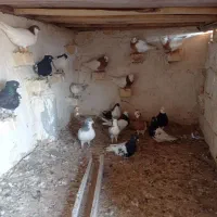 کبوتررنگی|پرنده|اسفرورین, |دیوار