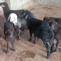 22 راس میش و بره درجه یک مالچه|حیوانات مزرعه|دینور, |دیوار