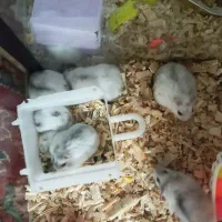 همستر روبروفسکی