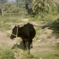 گاو|حیوانات مزرعه|قلعه گنج, |دیوار