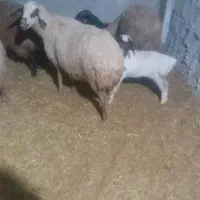 سلام دوعددمیش بره جوان سالم|حیوانات مزرعه|کوهدشت, |دیوار