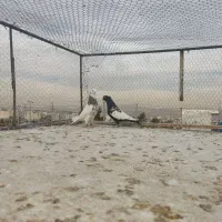 کفتر یا کبوتر|پرنده|شیراز, شهرک گلستان|دیوار