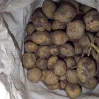 سیب دامی|خوردنی و آشامیدنی|بهار, |دیوار