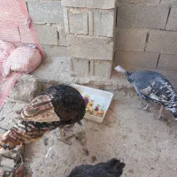 فروش بوقلمون|حیوانات مزرعه|دهدشت, |دیوار