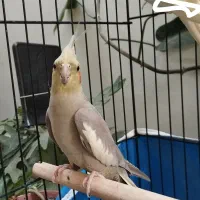 عروس هلندی ماده