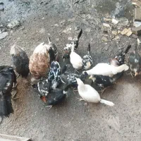 باعرض سلام 13عددجوجه مرغ گلیم بفروش میرسد|حیوانات مزرعه|تاکستان, |دیوار