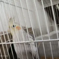 عروس هلندی ماده|پرنده|مشهد, کارمندان دوم|دیوار