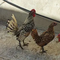 آیام سمانی سفید،سبرایت طلایی،گلپایگانی|حیوانات مزرعه|اصفهان, احمدآباد|دیوار