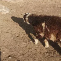 بره کهره چاق قصابی به شرط بالا زنی|حیوانات مزرعه|همایجان, |دیوار