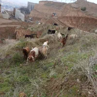 بز آبستن.بره.گوسفند|حیوانات مزرعه|گرگان, |دیوار