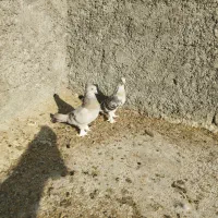 کبوتر بهبهانی