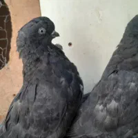 قره سوری لانگ فیس رواعب پرستویی|پرنده|قم, حاج زینل|دیوار