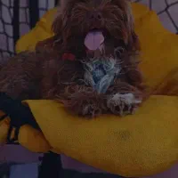 سگ شیتزوتریر نر