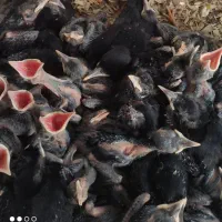 جوجه مینا چینگ قرمز