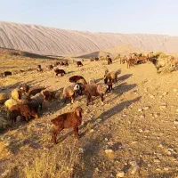 میش|حیوانات مزرعه|فیروزآباد (فارس), |دیوار