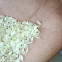 برنج کامفیروزی|خوردنی و آشامیدنی|سپیدان, |دیوار