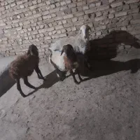 شیشک و بره نر|حیوانات مزرعه|ملایر, |دیوار