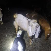 بزغاله|حیوانات مزرعه|بهبهان, |دیوار