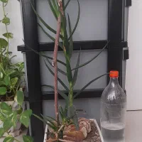 گیاه|گل و گیاه طبیعی|تهران, مشیریه|دیوار