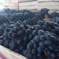 میوه تالار مجالس عروسی انگور شانی دیم کشمش افتابی|خوردنی و آشامیدنی|تهران, میدان میوه و تره‌بار مرکزی|دیوار