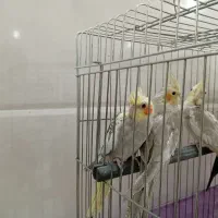 جوجه عروس هلندی