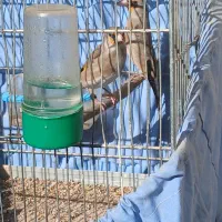 سهره نر|پرنده|بجنورد, |دیوار