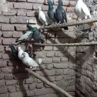 ۴۰ عدد کبوتر پرشی|پرنده|نیر (اردبیل), |دیوار