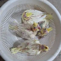 عروس سرلاکی