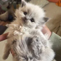 حیوان خانگی بازی گوش