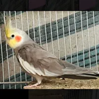 عروس هلندی نر بالغ