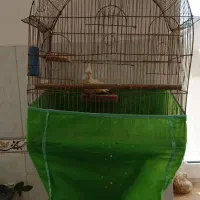 عروس هلندی