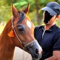 اسب عرب|اسب و تجهیزات اسبسواری|تهران, پونک|دیوار