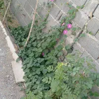 باغچه ۲۰۰متری باسندمادر کوچه هااسفالت|فروش زمین و ملک کلنگی|رباط‌کریم, رباط‌کریم|دیوار