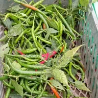 فلفل تند تازه برای ترشی