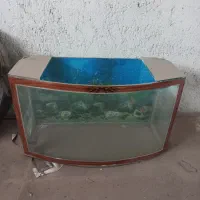 آکواریوم بزرگ ماهی و همستر