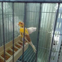 ماده آماده آماده