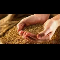 فروش گندم بذر