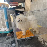 سگ پامرانین خرسی