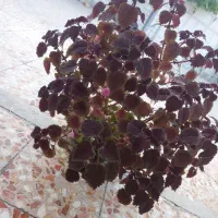 گل حسنی یوسف شاداب قشنگ|گل و گیاه طبیعی|بازفت, |دیوار